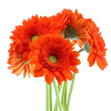 Image result for Gerbera