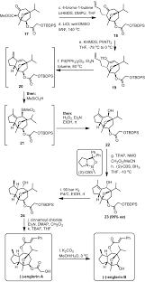 Image result for Englerina