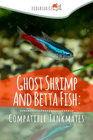 Other species that you could select for a betta community include Betta Tankmates 6 Species That Can Be Kept With Betta Fish