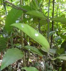 Image result for Garcinia kingaensis