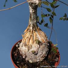 Image result for Cyphostemma zombense