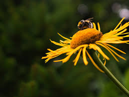 Flowering plants like aster, bachelor's button, basil, bee balm, basil, borage, clover, dandelion, hyssop, mallow, mint not only that, basil quite literally means king, from basileus, a greek word. How To Help Bees At Home The Best Flowers For Bees And More