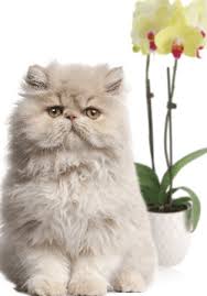 Many cats like to chew on plants, and if you're going to have live plants in your home, you must be aware of which plants are poisonous to cats. Can Your Cat And Your Orchid Coexist