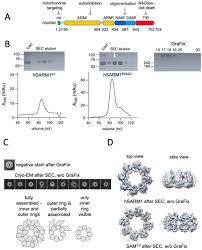 Create an account or log into facebook. The Structural Basis For Sarm1 Inhibition And Activation Under Energetic Stress Biorxiv