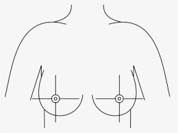 Mckee earned $1 million after winning bellator's featherweight grand prix. Breast Drawing With Quadrants Hd Png Download Kindpng