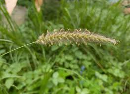 Image result for Enteropogon prieurii