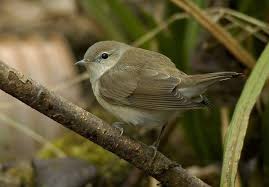 The sexes are similar and juveniles resemble the. Details Garden Warbler Birdguides