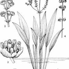 Image result for Burnatia enneandra