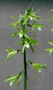 Image result for Nervilia adolphi