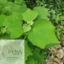 Image result for Urena lobata