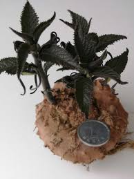 Image result for Dorstenia buchananii