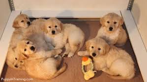 Take a look through these adorable puppy photos to make your day instantly brighten. Our Litter Of Golden Retriever Pups Week 7 Puppy In Training