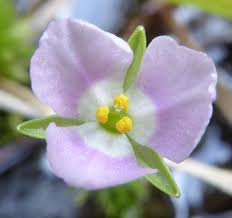 Image result for Mayacaceae