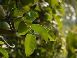 Image result for Salacia madagascariensis