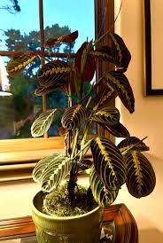 Image result for Maranthes floribunda