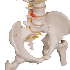 The first seven are connected behind with the vertebral column. Anatomical Teaching Models Plastic Spinal Column Vertebrae Model Flexible Spine Model With Ribs And Femur