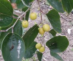 Image result for Ziziphus mauritiana