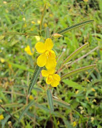 Image result for Chamaecrista mimosoides