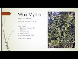 Image result for Myrica serrata