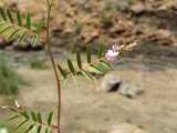 Image result for Indigofera vicioides