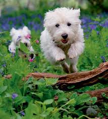 from The Kennel Club