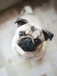 10 overlooked dog breeds that make for great family pets pug puppies cute pugs puppies