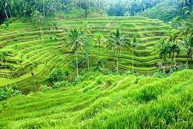 Landscape is more than flat land covered by floodwater, the seeping of peat bogs, a river of liquid pewter viewed from a. Introduction To Indonesia
