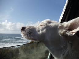 Vegan candida diet is not only possible, but also very satisfying and filling if done correctly. Cassy S Favorite Vegan Dog Food Recipe Happycow