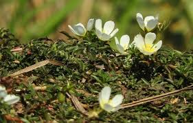 Image result for Ludwigia adscendens