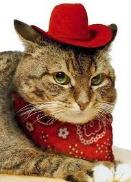 Making the world a little more yeehaw, one cowboy cat at a time. You Are Getting Very Very Sleepy Cat Hat Cats Cat Dressed Up