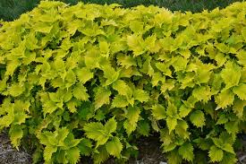 Image result for Coleus buchananii