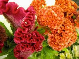 Heirloom Orange Peach Cockscomb Celosia Seeds Attracts Butterflies 20 Seeds Flowers Wedding Flowers Wedding Flowers Summer