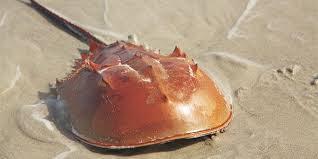 Horseshoe Crab | National Wildlife Federation