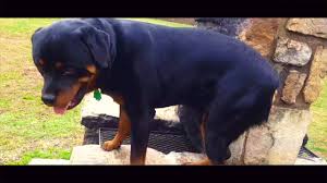 San diego spaniel rescue phone: 1 Year Old Rottweiler Ira Not Good With Duration Nor Distractions Rottweiler Trainers Virginia Youtube