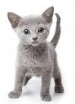Russian Blue Kittens for Sale & Cats for Adoption ...