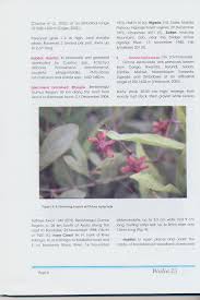 Image result for Loudetia phragmitoides