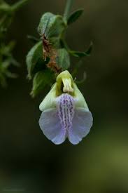 Image result for Achyrospermum schimperi