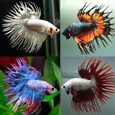 The ancestors of this fish are believed to be. Betta Siamese Fighting Fish Premium Assorted Crown Tail Male Aquarium Central