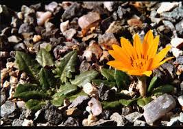 Image result for Rhaptopetalum roseum