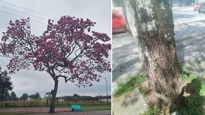 Prefeitura de Paranaguá se manifesta sobre corte de ipê-roxo no Aeroparque