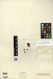 Image result for Zanthoxylum holtzianum