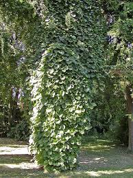 Image result for Aristolochia