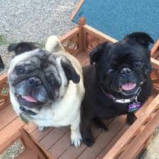 Sponsor Diezal And Princess Virginia Mn My Pet Dog Pugs Cute Puppy Breeds
