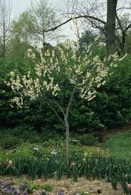 Image result for Halesia