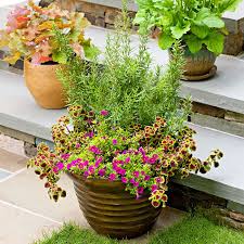 Image result for rosemary container