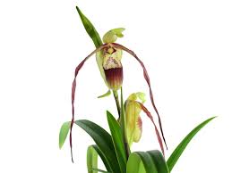 Image result for Loudetia phragmitoides