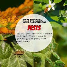 Cultural pest control methods involve the use of various methodologies or techniques aimed at providing an unfavorable condition for the some planting materials have been genetically altered to resist some pest and disease attack with … Safe And Effective Ways Of Natural Pest Control Natural Pest Control Pest Control Pests