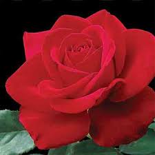 Hours may change under current circumstances Pin On Garden Cutting Flowers