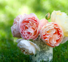 Image result for Rosaceae