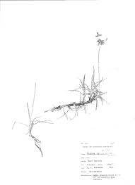 Image result for Pycreus mundtii